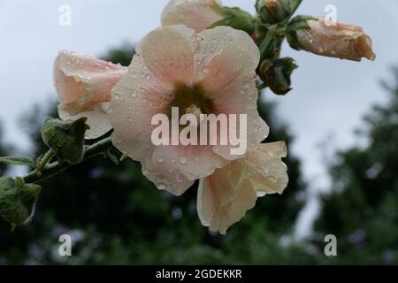 Hollyhock doux de couleur abricot le jour de la pluie avec ciel gris Banque D'Images