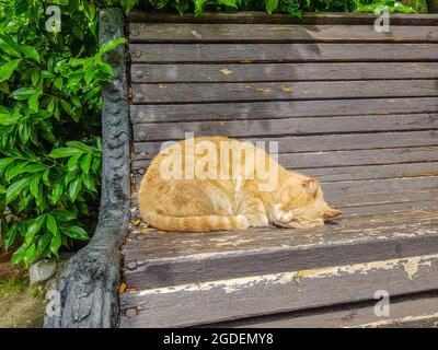 Un joli chat rouge dort sur un vieux banc en bois dans le parc, maudré. Banque D'Images