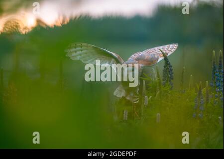 La chouette de la grange (ces albums) dans un pré au lever du soleil. Assis sur un bâton dans l'herbe parmi les fleurs bleues. Atmosphère de printemps, lumière du soleil dorée. Banque D'Images