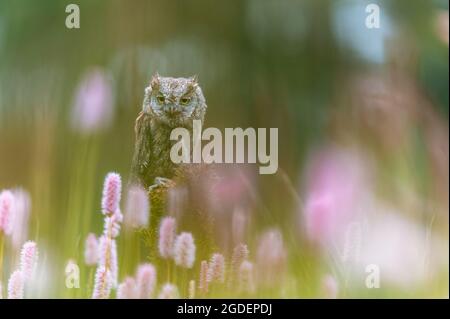 Une très rare OUS Scops Owl (Otus Scrops) assise sur un tronc d'arbre dans un pré à fleurs. Magnifique bokeh vert, faible profondeur de champ. Banque D'Images