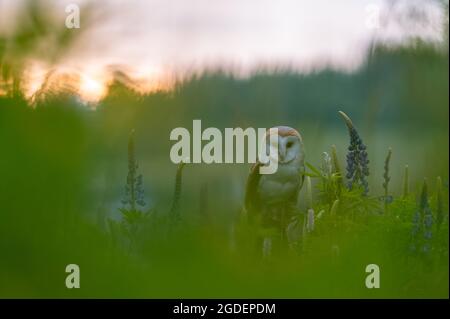 La chouette de la grange (ces albums) dans un pré au lever du soleil. Assis sur un bâton dans l'herbe parmi les fleurs bleues. Atmosphère de printemps, lumière du soleil dorée. Banque D'Images