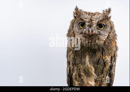 Très rare Opus Scops Owl (Otus Scops), portrait en gros plan, isolé sur fond blanc. Banque D'Images