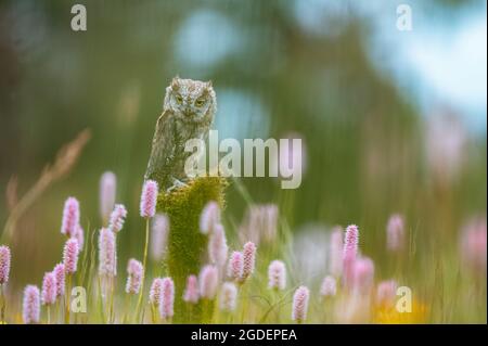 Une très rare OUS Scops Owl (Otus Scrops) assise sur un tronc d'arbre dans un pré à fleurs. Magnifique bokeh vert, faible profondeur de champ. Banque D'Images