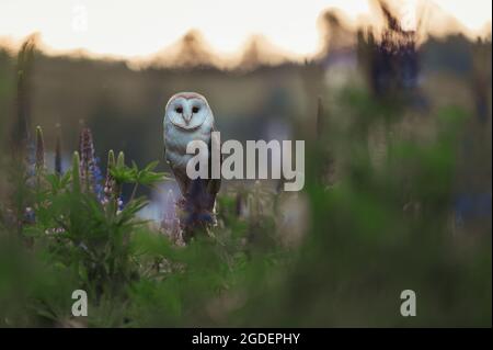 La chouette de la grange (ces albums) dans un pré au lever du soleil. Assis sur un bâton dans l'herbe parmi les fleurs bleues. Atmosphère de printemps, lumière du soleil dorée. Banque D'Images