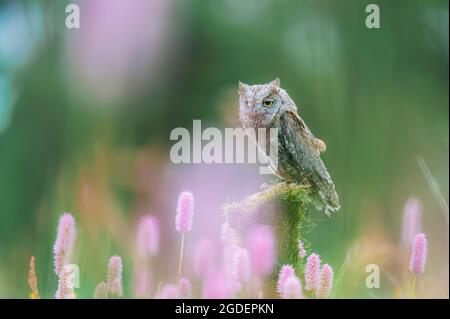 Une très rare OUS Scops Owl (Otus Scrops) assise sur un tronc d'arbre dans un pré à fleurs. Magnifique bokeh vert, faible profondeur de champ. Banque D'Images