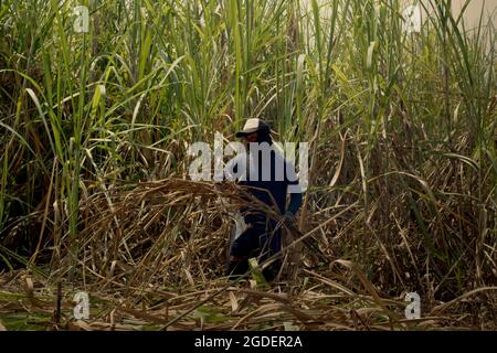 Un travailleur qui récolte de la canne à sucre dans une zone de plantation, qui est géré pour fournir la ligne de production de la sucrière de Tasikmadu à Karanganyar, Java central, Indonésie. Banque D'Images