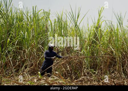 Un travailleur qui récolte de la canne à sucre dans une zone de plantation, qui est géré pour fournir la ligne de production de la sucrière de Tasikmadu à Karanganyar, Java central, Indonésie. Banque D'Images