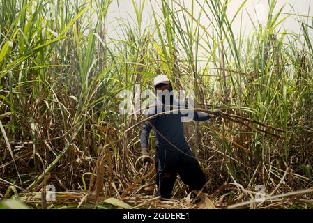 Un travailleur qui récolte de la canne à sucre dans une zone de plantation, qui est géré pour fournir la ligne de production de la sucrière de Tasikmadu à Karanganyar, Java central, Indonésie. Banque D'Images