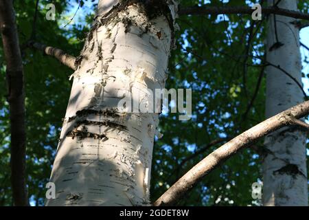 Tronc d'arbre, bouleau blanc, grand tronc. Banque D'Images