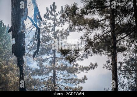 San Luca, Italie. 10 août 2021. Arbres brûlés par les feux de forêt.les feux de forêt ravage les forêts du parc national d'Aspromonte en Calabre depuis plus d'une semaine. Pour la protection de la zone et des arbres, le parc a récemment été inscrit sur la liste du patrimoine naturel de l'UNESCO, une unité mobile de la protection civile de Lombardie a été déployée dans la région de San Luca, du 10 au 20 août, pour aider Calabria Verde (Agence régionale pour l'environnement) et d'autres forces pour combattre les incendies. (Photo de Valeria Ferraro/SOPA Images/Sipa USA) crédit: SIPA USA/Alay Live News Banque D'Images