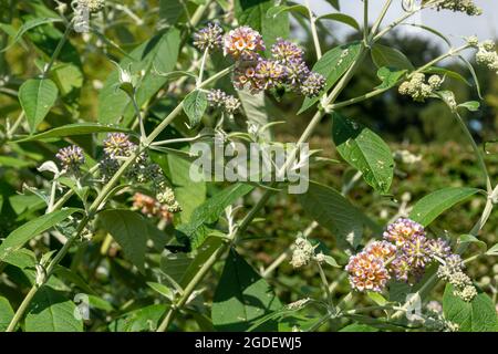 Buddleja × weyeriana 'Moonlight' (variété de la Buddleia ou cultivar), connu sous le nom de buisson de papillon, en fleur pendant août ou l'été, Royaume-Uni Banque D'Images