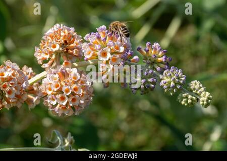 Buddleja × weyeriana 'Moonlight' (variété de la Buddleia ou cultivar), connu sous le nom de buisson de papillon, en fleur en août ou en été, au Royaume-Uni, avec une abeille Banque D'Images