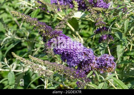 Buddleja davidi Buzz Lavender (variété de la Budddleia), connu sous le nom de buisson de papillon, en fleur pendant août ou été, Royaume-Uni Banque D'Images