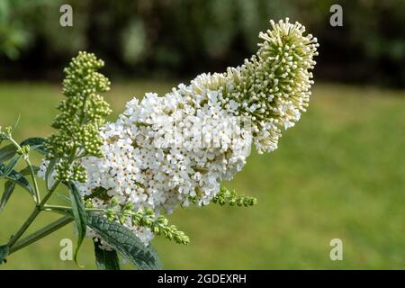 Buddleja davidi Peace (variété de la Budddleia), connue sous le nom de buisson de papillon, en fleur en août ou en été, Royaume-Uni Banque D'Images