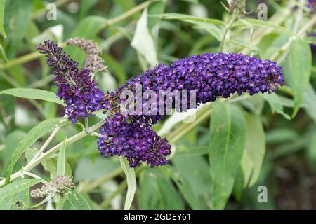 Buddleja davidi Chevalier noir (variété de Buddleia), connu sous le nom de buisson de papillon, en fleur pendant août ou été, Royaume-Uni Banque D'Images