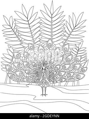 Paon en forme de plumes d'épandage debout avec grand fond de Bush dessin de ligne incolore. Belle page de livre de coloriage de queue de Peafowl. Illustration de Vecteur
