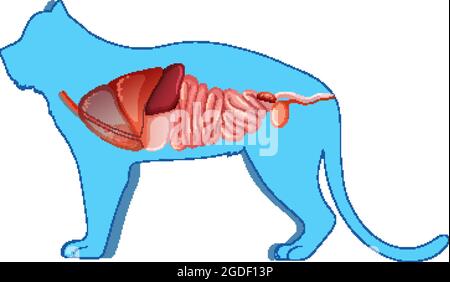 Anatomie du chat avec illustration de la structure interne de l'organe Illustration de Vecteur