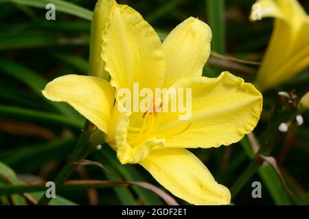 Hemerocallis Golden Ginko jaune fleur de daylis Banque D'Images