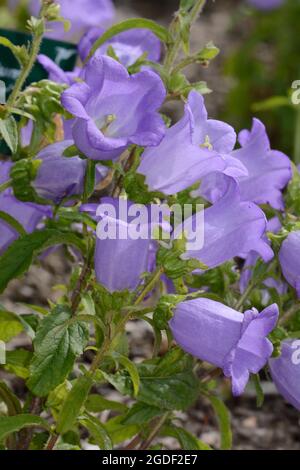 Campanula Medium Champion Lavender Canterbury cloches fleurs Banque D'Images