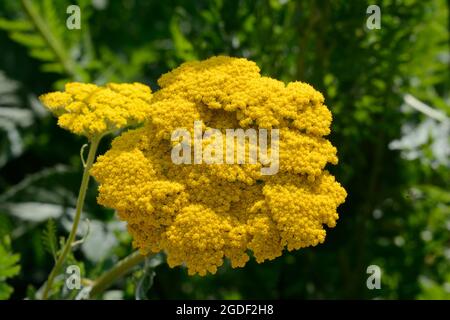 Fleur jaune d'or d'Achillea couronnement Yarrow Banque D'Images