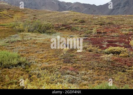 Landschaft des Denali Nationalpark, vormals Mount Mc Kinley Nationalpark, Denali National Park and Preserve, Alaska, États-Unis. Banque D'Images