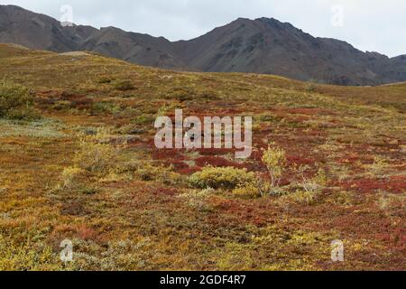 Landschaft des Denali Nationalpark, vormals Mount Mc Kinley Nationalpark, Denali National Park and Preserve, Alaska, États-Unis. Banque D'Images