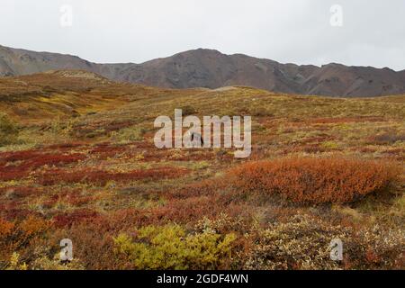 Landschaft des Denali Nationalpark, vormals Mount Mc Kinley Nationalpark, Denali National Park and Preserve, Alaska, États-Unis. Banque D'Images