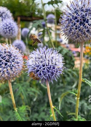 Photo verticale de magnifiques Echinops qui fleurissent dans le jardin et d'une abeille qui vole à proximité d'eux Banque D'Images