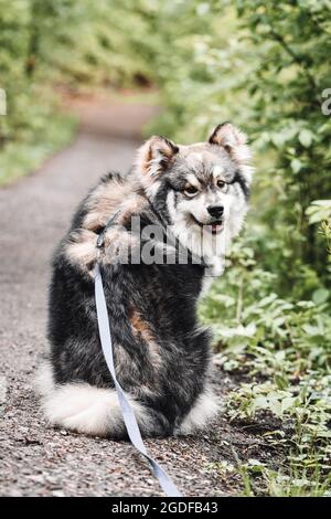 Portrait d'un jeune chien finlandais de Laponie dans la forêt Banque D'Images