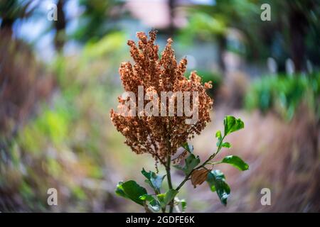 Fruits secs de Rumex lunaria, espèce de plante à fleurs de la famille des Polygonaceae, originaire des îles Canaries. Mise au point au centre, tourbillonner le bokeh Banque D'Images