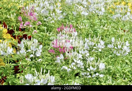 Belle fleur, fleurs de Spinosa ou d'araignée épineuse fraîche et blanche dans UN jardin, mangées comme un légume ou Dded to Soup. Banque D'Images