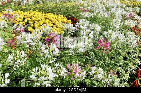 Belle fleur, fleurs de Spinosa ou d'araignée épineuse fraîche et blanche dans UN jardin, mangées comme un légume ou Dded to Soup. Banque D'Images