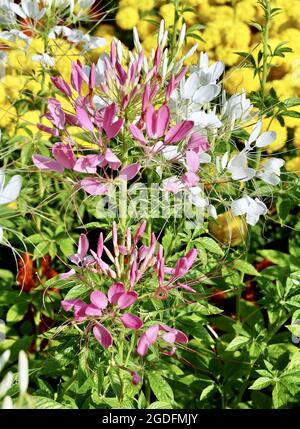 Belle fleur, fleurs de Spinosa ou d'araignée épineuse fraîche et blanche dans UN jardin, mangées comme un légume ou Dded to Soup. Banque D'Images