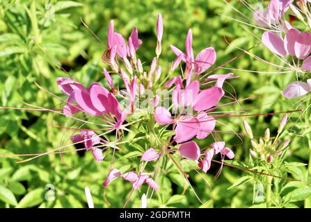 Belle fleur, fleur rose fraîche Spinosa ou araignée épineuse fleurs dans UN jardin, mangé comme un légume ou Dded à soupe. Banque D'Images