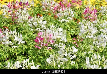 Belle fleur, fleurs de Spinosa ou d'araignée épineuse fraîche et blanche dans UN jardin, mangées comme un légume ou Dded to Soup. Banque D'Images