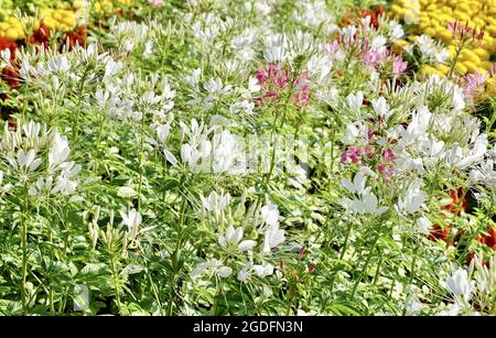 Belle fleur, fleurs de Spinosa ou d'araignée épineuse fraîche et blanche dans UN jardin, mangées comme un légume ou Dded to Soup. Banque D'Images