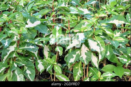 Contexte et texturé, belle caricature ou Dombeya Pictum plantes à feuilles vert et blanc pour décoration de jardin. Banque D'Images