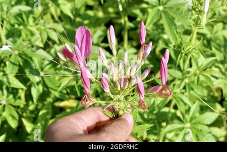 Belle fleur, jardinier tenant et prenant soin Rose Cleome Spinosa ou Spiny Spider fleurs dans UN jardin, mangé comme un légume ou Dded à soupe. Banque D'Images