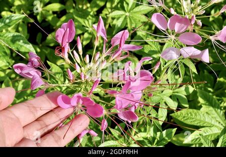 Belle fleur, jardinier tenant et prenant soin Rose Cleome Spinosa ou Spiny Spider fleurs dans UN jardin, mangé comme un légume ou Dded à soupe. Banque D'Images