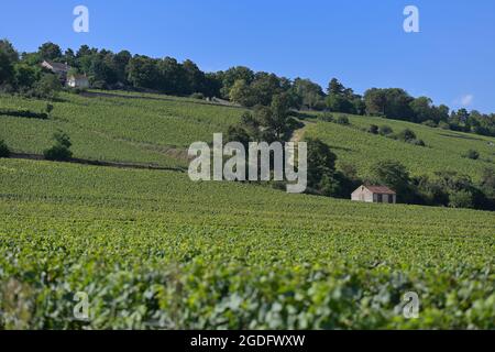 Le vignoble du Clos les Teurons de l'Hospice de Beaune à la montagne, Beaune FR Banque D'Images