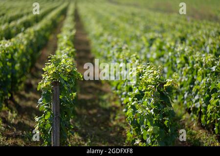 Le vignoble du Clos les Teurons de l'Hospice de Beaune à la montagne, Beaune FR Banque D'Images