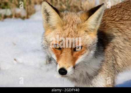 Le renard roux (Vulpes vulpes) portrait Banque D'Images