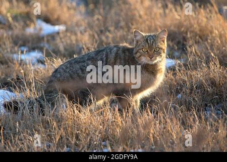 Chat sauvage européen (Felis silvestris) aux lumières du coucher du soleil Banque D'Images