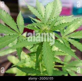 Gros plan d'une plante de cannabis en croissance montrant des feuilles Banque D'Images