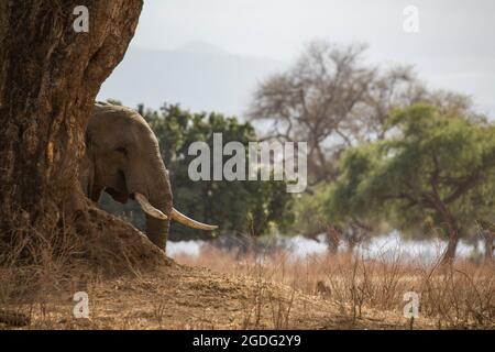 Elephant (Loxodonta africana), Mana Pools, Zimbabwe Banque D'Images