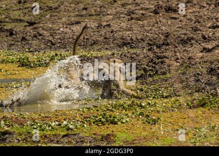 Le babouin (Papio cynocephalus ursinas), Mana Pools, Zimbabwe Banque D'Images