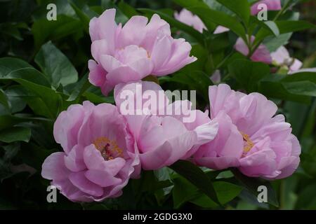 Paeonia May Lilac. Fleur de pivoine rose. Belles pivoines roses dans le jardin. Banque D'Images