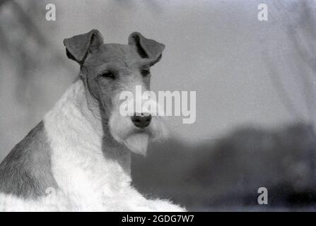 1955, historique, portrait d'un chien d'exposition primé, un terrier de renard en fil métallique, Angleterre, Royaume-Uni. Avec son look distinctif, son pelage de fer et ses caractéristiques expressives, le fil a été historiquement un chien de spectacle réussi et une présence populaire dans les films et la télévision. Un chien amical, à venir et sans peur, en Angleterre, depuis les années 1870, les Fox Terriers en fil et lisse ont été reconnus comme des races distinctes, contrairement aux États-Unis, où ils n'ont été reconnus comme des races distinctes jusqu'en 1985. Banque D'Images