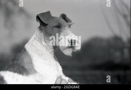 1955, historique, portrait d'un chien d'exposition primé, un terrier de renard en fil métallique, Angleterre, Royaume-Uni. Avec son look distinctif, son pelage de fer et ses caractéristiques expressives, le fil a été historiquement un chien de spectacle réussi et une présence populaire dans les films et la télévision. Un chien amical, à venir et sans peur, en Angleterre, depuis les années 1870, les Fox Terriers en fil et lisse ont été reconnus comme des races distinctes, contrairement aux États-Unis, où ils n'ont été reconnus comme des races distinctes jusqu'en 1985. Banque D'Images