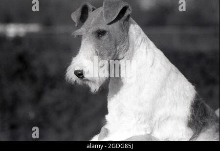 1955, historique, portrait d'un chien d'exposition primé, un terrier de renard en fil métallique, Angleterre, Royaume-Uni. Avec son look distinctif, son pelage de fer et ses caractéristiques expressives, le fil a été historiquement un chien de spectacle réussi et une présence populaire dans les films et la télévision. Un chien amical, à venir et sans peur, en Angleterre, depuis les années 1870, les Fox Terriers en fil et lisse ont été reconnus comme des races distinctes, contrairement aux États-Unis, où ils n'ont été reconnus comme des races distinctes jusqu'en 1985. Banque D'Images